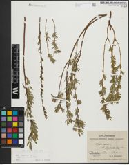Foto von Salix repens subsp. incubacea (L.) A. Neumann